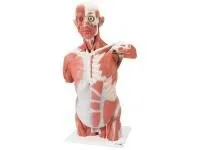 Торс с мышцами, в натуральную величину, 27 частей 3B Smart Anatomy