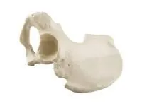 310_1019603 Половина таза, правая, стандартная, мужчина, ORTHOBone 1