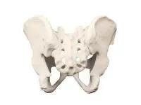 310_1018096 Таз, полный, с крестцом, ORTHOBone