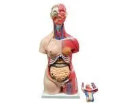310_1005123 Локтевая кость, правая, ORTHOBone 1