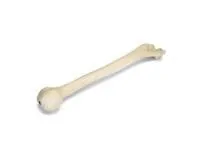 310_1005121 Плечевая кость, правая, ORTHOBone 1