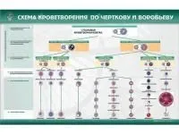 310_МУ0244_Схема_кроветворения