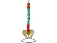 310_1018330 Нижняя челюсть без зубов, с десной, ORTHOBone 1