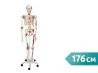 Модель скелета Sam класса люкс 3B Smart Anatomy на стойке, 176 см