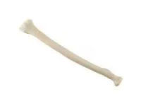 310_1019605 Лучевая кость, стандартная, правая, ORTHOBone