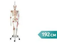 Модель скелета Sam класса люкс 3B Smart Anatomy подвешиваемая, 192 см