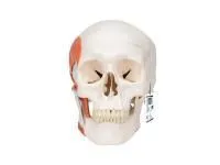 310_1005117 Бедренная кость, правая, ORTHOBone 1