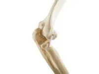310_1019617 Локоть, эластичный, левый, ORTHOBone 1