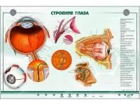 310_МУ0023_Стенд_Строение_органа_зрения