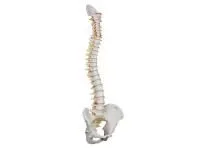 310_1005122 Лучевая кость, правая, ORTHOBone 1