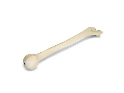 Плечевая кость, правая, ORTHOBone