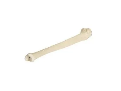 Берцовая кость, правая, ORTHOBone