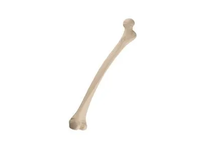 Педиатрическая правая бедренная кость ORTHOBone