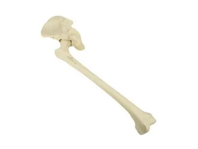Таз, правая половина, с бедренными костями, ORTHOBone
