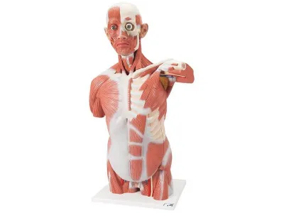 Торс с мышцами, в натуральную величину, 27 частей 3B Smart Anatomy
