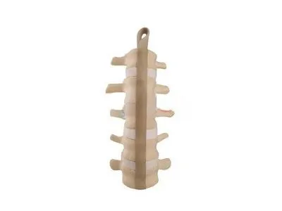 Поясничный отдел позвоночника ORTHOBone Standard