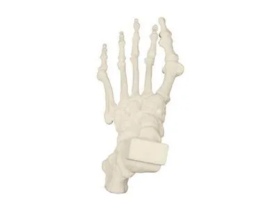 Нога, с пальцами, ORTHOBone