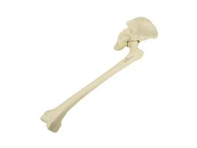 Таз, левая половина, с бедренными костями, ORTHOBone