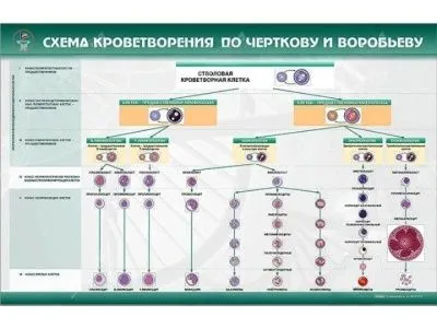 Стенд "Схема кроветворения по Черткову и Воробьеву"