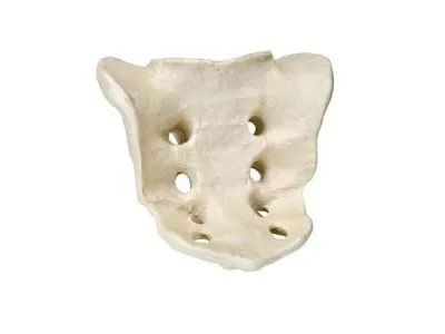 Крестец, ORTHOBone