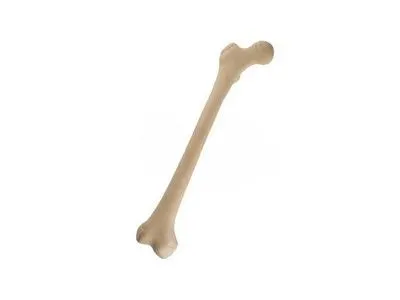 Правая бедренная кость ORTHOBone Standard, подростковая