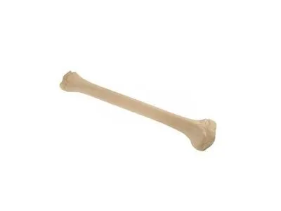 Педиатрическая правая большеберцовая кость ORTHOBone Standard