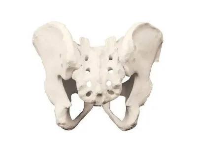 Таз, полный, с крестцом, ORTHOBone
