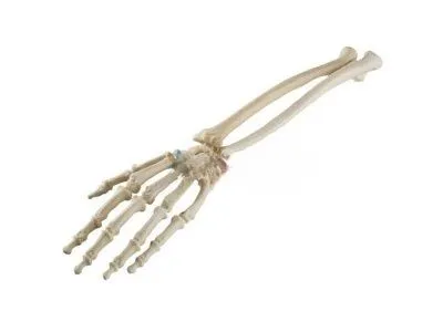 Рука и запястье, стандартные, ORTHOBone