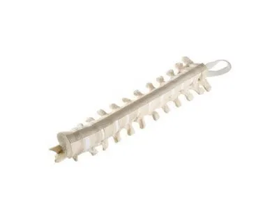 Грудные позвонки, стандартные, ORTHOBone