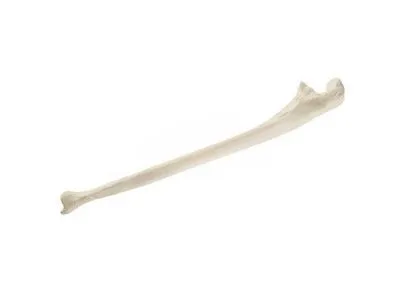 Локтевая кость, стандартная, правая, ORTHOBone