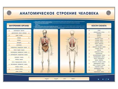 Электрифицированный стенд-тренажер c макетом скелета «Анатомическое строение человека»