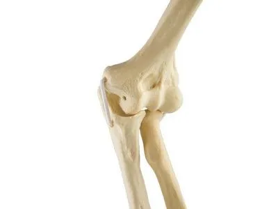 Локоть, эластичный, правый, ORTHOBone
