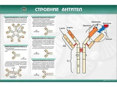 Стенд "Строение антител"