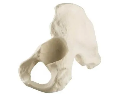 Половина таза, левая, стандартная, мужчина, ORTHOBone
