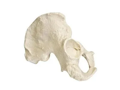 Половина таза, правая, мужчина, ORTHOBone