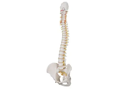 Классическая гибкая модель позвоночника человека 3B Smart Anatomy