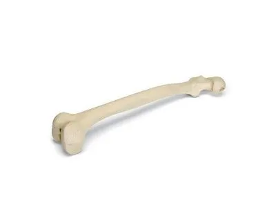 Бедренная кость, правая, ORTHOBone