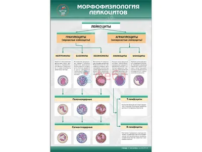 Стенд "Морфофизиология лейкоцитов"