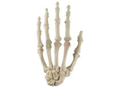 Рука, стандартная, ORTHOBone