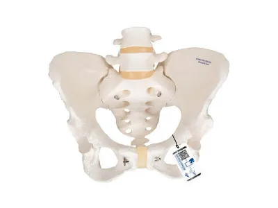Модель женского таза 3B Smart Anatomy