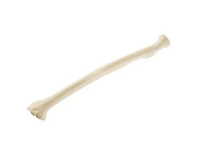 Лучевая кость, стандартная, левая, ORTHOBone