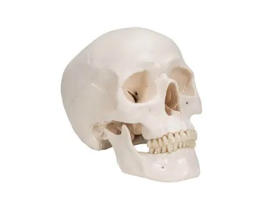 Классическая модель человеческого черепа, 3 части 3B Smart Anatomy